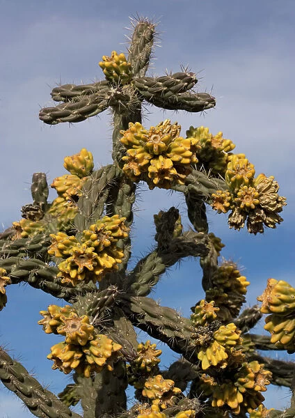 Tree cholla. A desert cactus and shrub