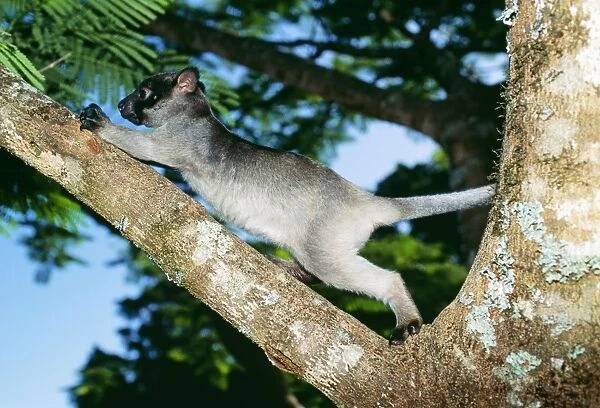 Tree Kangaroo HB 3447 Young male, North Queensland Australia Dendrolaqus lumholtzi © Hans & Judy Beste  /  ARDEA LONDON