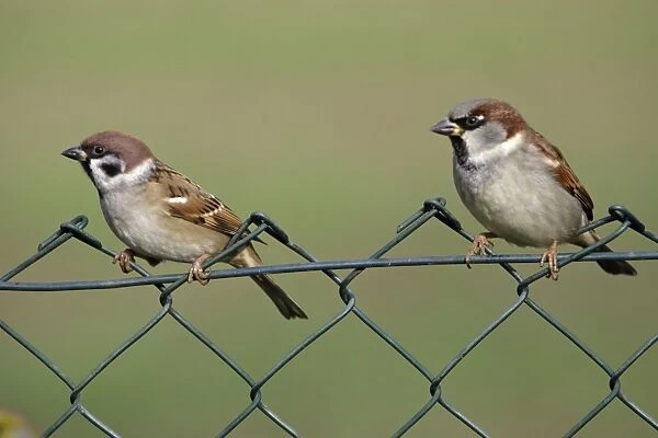 Tree Sparrow - and House Sparrow on garden fence Lower Saxony, Germany