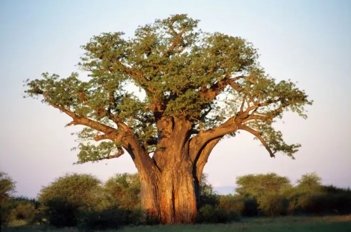 Framed Print : Baobab in Leaf Print Framed Print : Baobab in Leaf Print