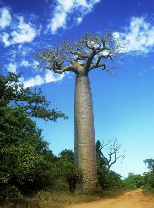 Framed Print : Baobab Tree Madagascar Print Framed Print : Baobab Tree Madagascar Print