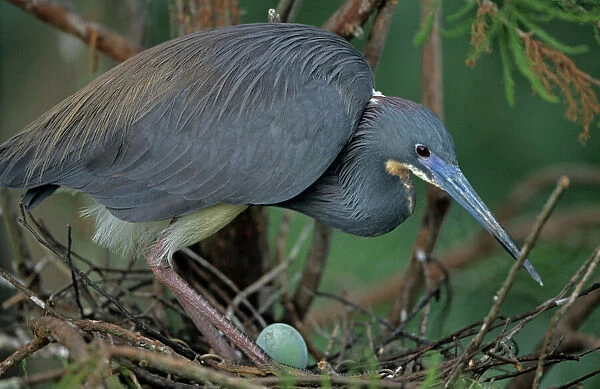 Tricolored Heron - Louisiana - On nest with egg -Common inhabitant of salt marshes and mangrove swamps of the east and gulf coasts - Rare inland but has bred in North Dakota