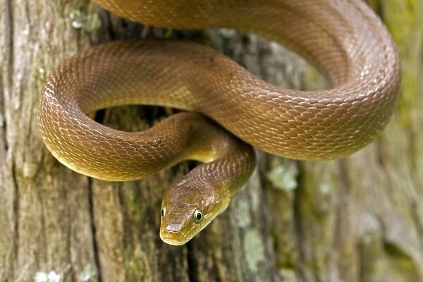 Tropical Rat Snake - Found from Arizona to Costa Rica - constictor - Santa Rosa National park - tropical dry forest - Costa Rica