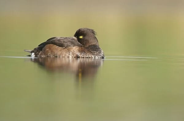 Tufted Duck. Female sleeping. Cleveland, UK