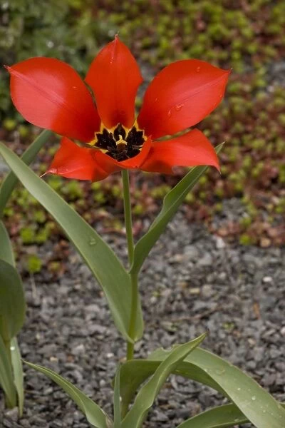 Tulipa eichleri - rare tulip from Georgia and adjacent areas of Russia