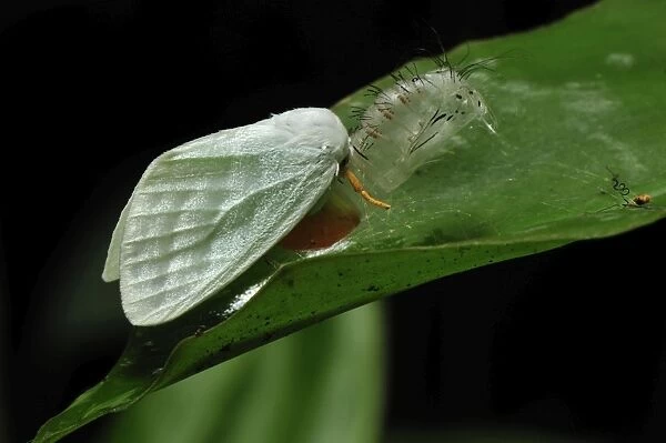 Tussock moths - after hatching out of the pupa - Gunung Leuser National Park - Northern Sumatra - Indonesia