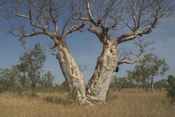 Twin Baobab Trees - Known as Boab Tree in Australia where it is the only species. Named after the explorer A. C. Gregory. All leaves are shed in the dry season. The large white flowers occur in the wet season