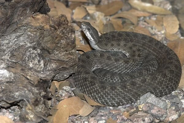Twin-spotted Rattlesnake Coiled with head up, South Eastern Arizona, USA