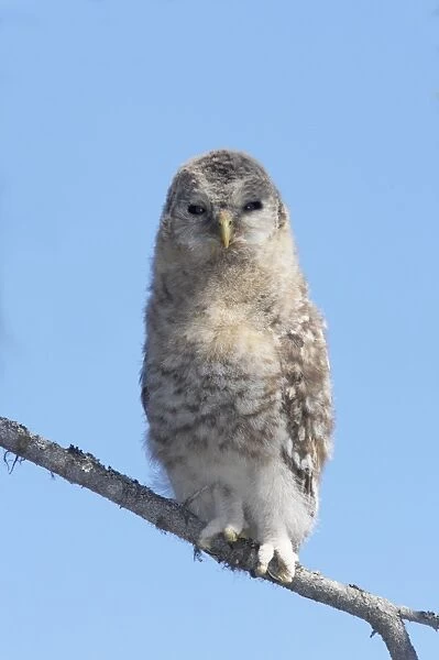 Ural Owl - Chick having just left the nest tree Strix uralensis Finland BI014327