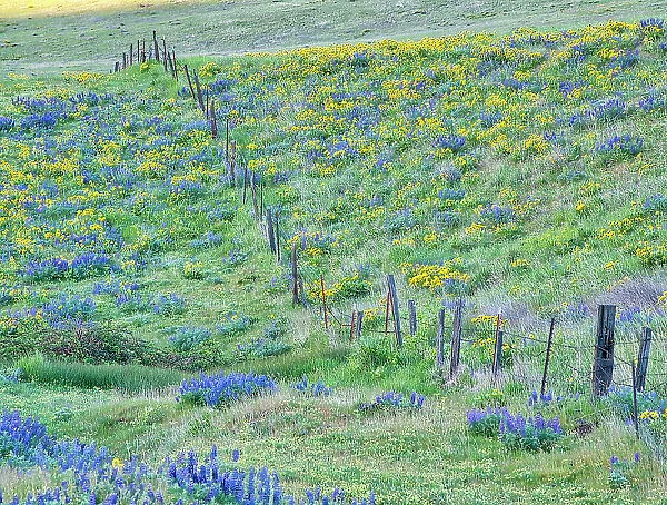USA, Washington State. Fence line with spring wildflowers Date: 22-04-2021