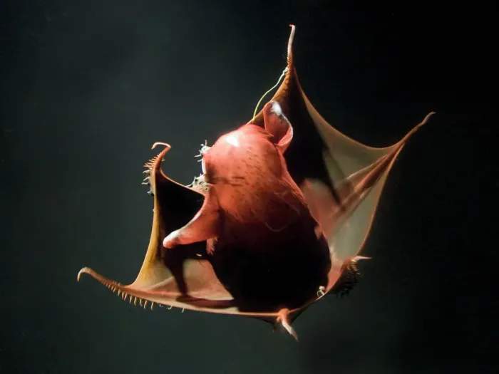 Framed Print : Vampire Squid Print - Pineapple Defense Posture Framed Print : Vampire Squid Print - Pineapple Defense Posture