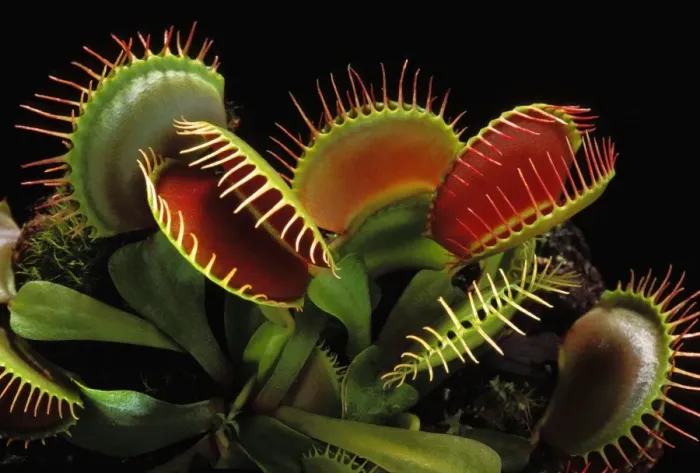 Framed Print : Venus Flytrap Print with Open Traps Framed Print : Venus Flytrap Print with Open Traps