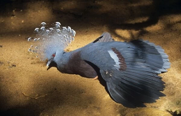 Victoria Crowned Pigeon Papua New Guinea