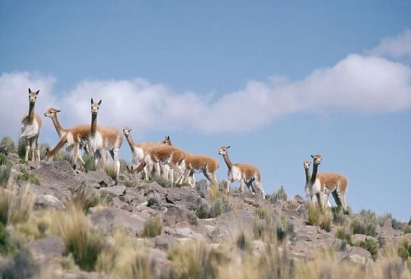 Vicuna - Group together Andes, Peru, South America