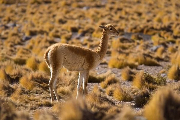 Vicuna  /  Vicugna - adult looking about in grassy desert - Atacama Desert near El Tatio Geysers - Chile - South America