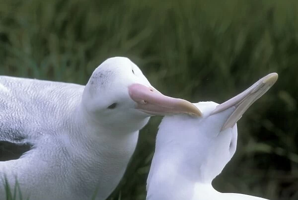 Wandering Albatross - Breeding pair allopreening