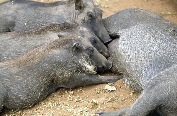 Warthog - adult & young suckling