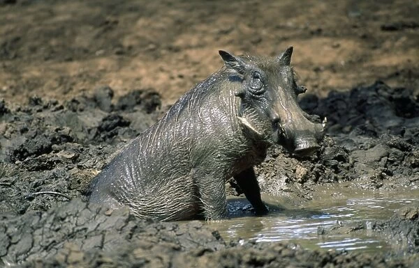 Warthog - male - in mud