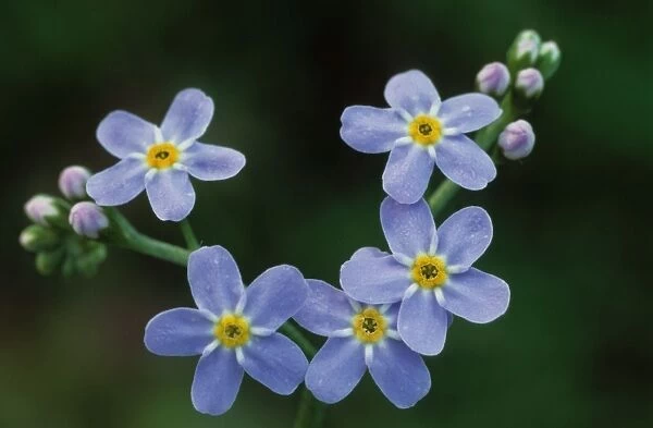 Water forget-me-not flowers