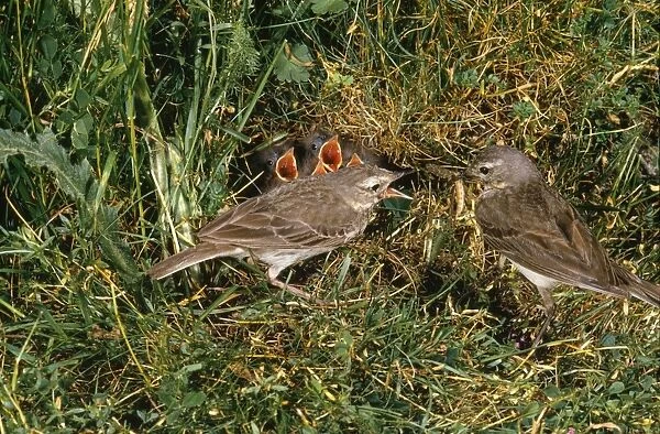 Water Pipit - adults at nest feeding young