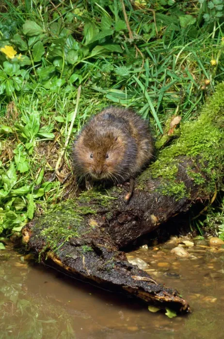 Framed Print : Water Vole Print - Arvicola terrestris at UK waters edge Framed Print : Water Vole Print - Arvicola terrestris at UK waters edge