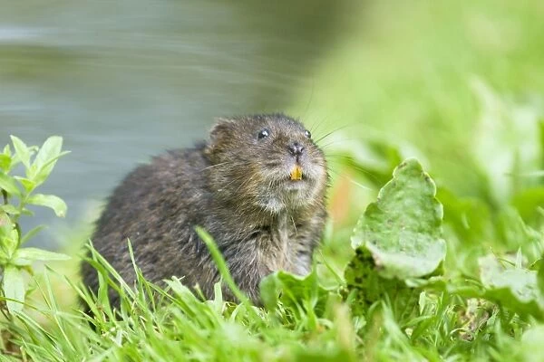 Water Vole - Feeding on river bank - Sussex - UK MA002352