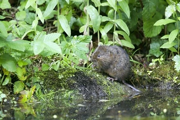 Water Vole - Feeding on river bank - Sussex - UK MA002356