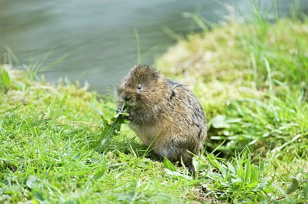 Water vole - Sitting up eating dandelion leaf - Derbyshire - UK