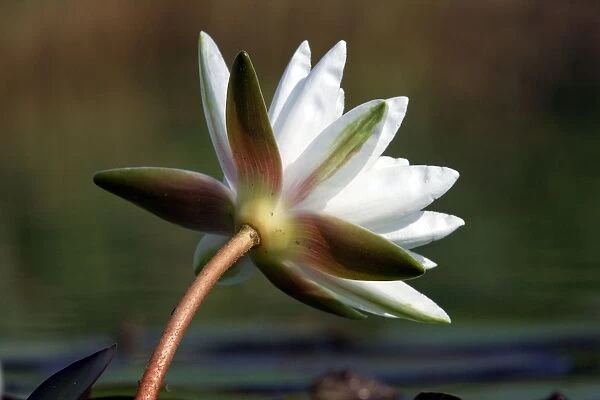 Waterlily - flower