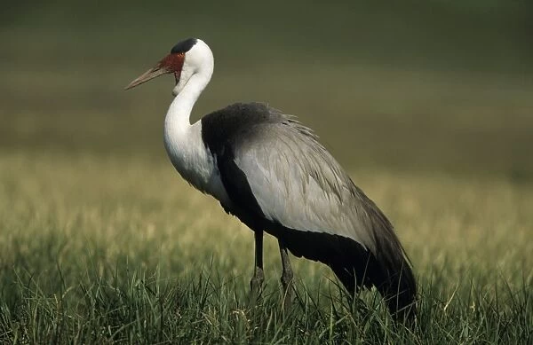 Wattled Crane (Previously placed in Grus genus) - South Africa - IUCN Endangered