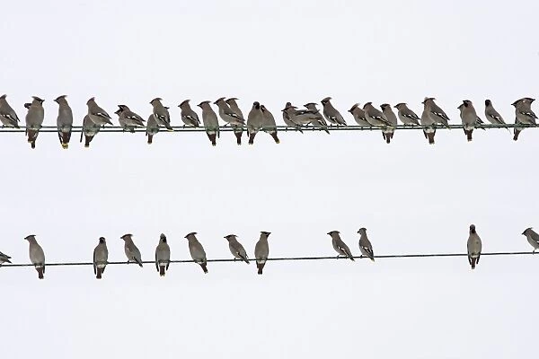 Waxwing - flock resting on wires. Alsace - France