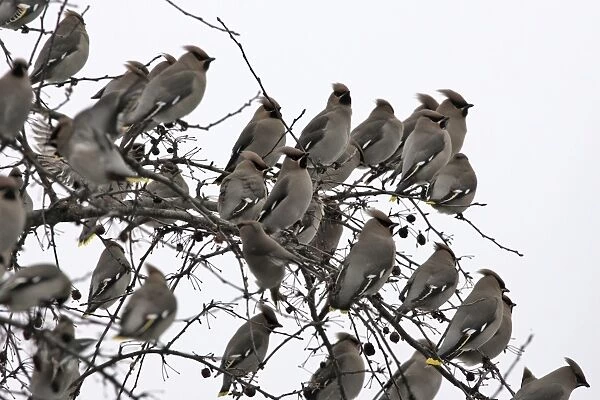 Waxwing - flock in tree. Alsace - France