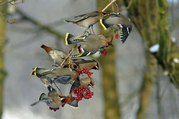 Waxwings-Flock feeding on Guelder-rose berries Lower Saxony, Germany