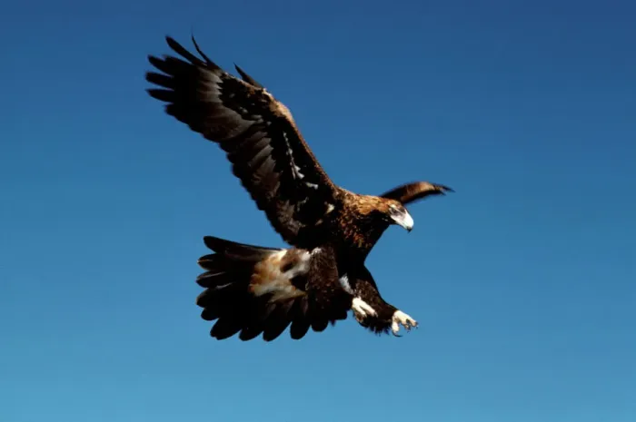 Framed Print : Wedge-tailed Eagle Print Framed Print : Wedge-tailed Eagle Print