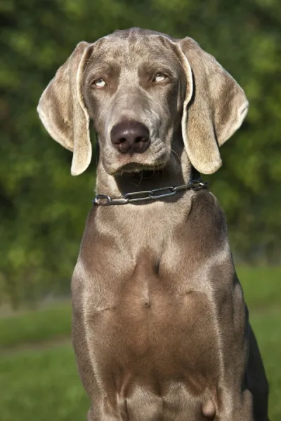 Hunting dogs for sale deals
