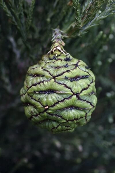Wellingtonia or Giant Sequoia - unripened fruit or cone, Hessen, Germany
