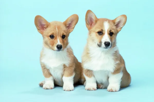 Welsh Corgi Dog - (Pembroke) puppies