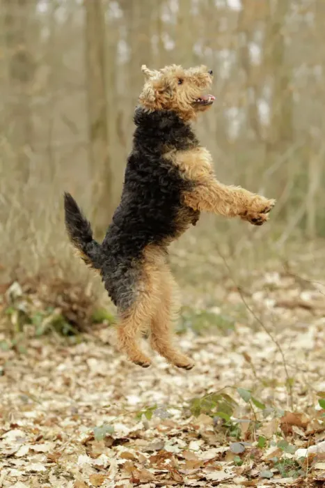 Framed Print : Welsh Terrier Print Framed Print : Welsh Terrier Print