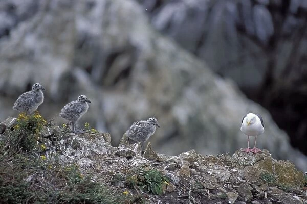 Western Gull - parent and chicks - Point Lobos State Reserve - CA