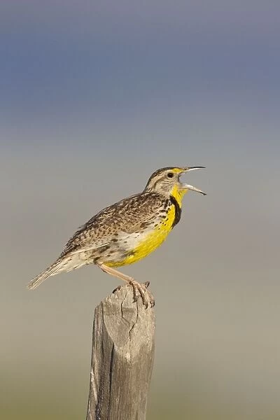 Western Meadowlark - singing - on breeding territory in early summer - Montana in July - USA