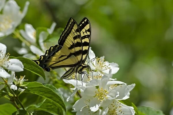 Western Tiger Swallowtail - Pacific Northwest _E7A0135