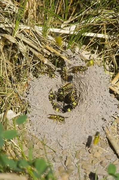 Western Yellowjacket - At nest. Pacific Northwest, USA. Sept. _PTL1585