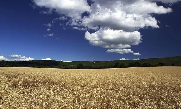 Wheat Field. Sault, Vaucluse, PACA, France