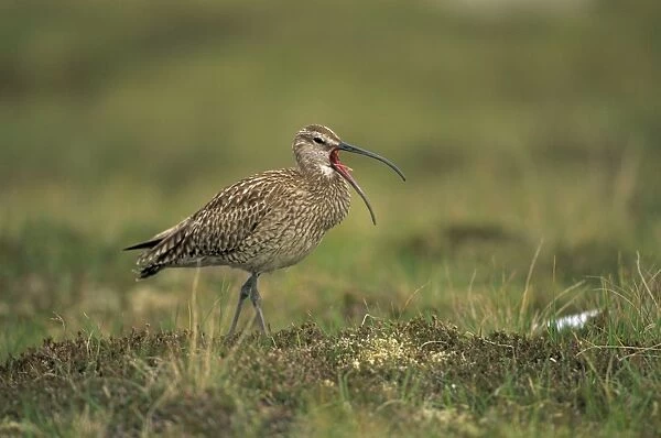 Whimbrel - UK - Breeds on tundra-upland moors-northern bogs and mosses-also beside sea on shores of Norwegian fjords and on the Atlantic islands - Stops off on passage on mudflats-rocky shores but also to a large extent uses inland staging areas