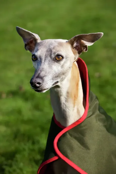 Framed Print : Whippet Print - Dog in Coat Framed Print : Whippet Print - Dog in Coat