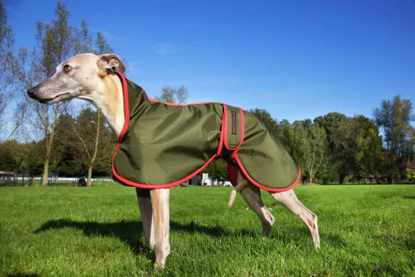 Whippet with coat