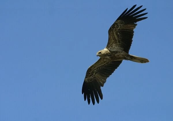Whistling Kite Immature plumaged bird in flight Lake Moondarra, Mt Isa, Queensland, Australia