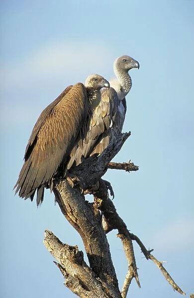 White-Backed Vulture. Two birds waiting in a tree near a cheetah kill. Samburu, kenya. Africa