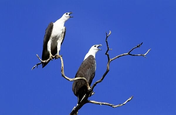 White-bellied Sea-eagle - pair greeting - Yellow water Kakadu National Park - Northern Territory Australia