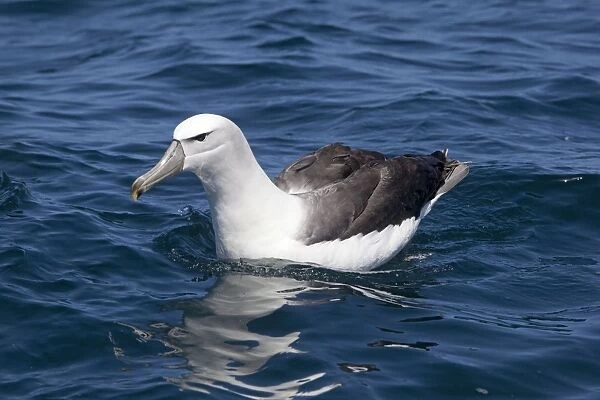 White-capped Albatross - on sea - offshore from Kaikoura, South Island, New Zealand